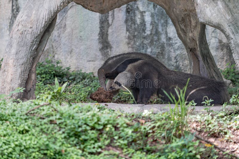 Tamanduá gigante Live In Open Zoo imagens de stock Tamanduá gigante Live In Open Zoo imagens de stock