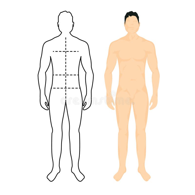 Órgãos internos, corpo masculino, nomes Clipart | k59466239 | Fotosearch