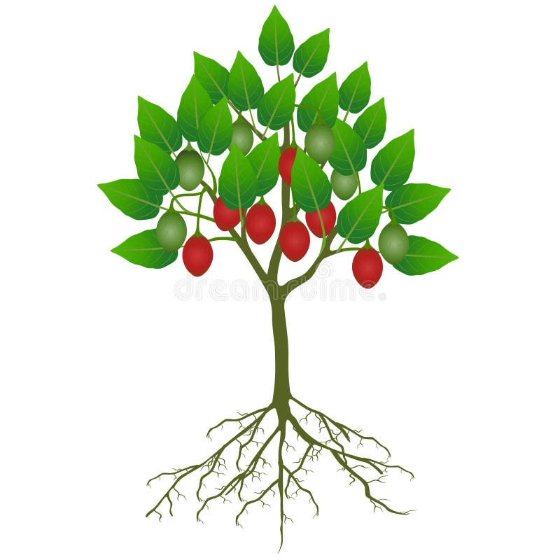 Fruit Roots Tree Stock Illustrations 1,003 Fruit Roots Tree Stock