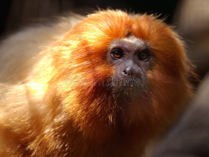 Tamarin de oro del león fotografía de archivo libre de regalías