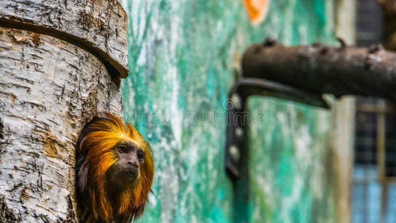 Fotos: Malaio leva macacos de estimação para jantar - 30/04/2015