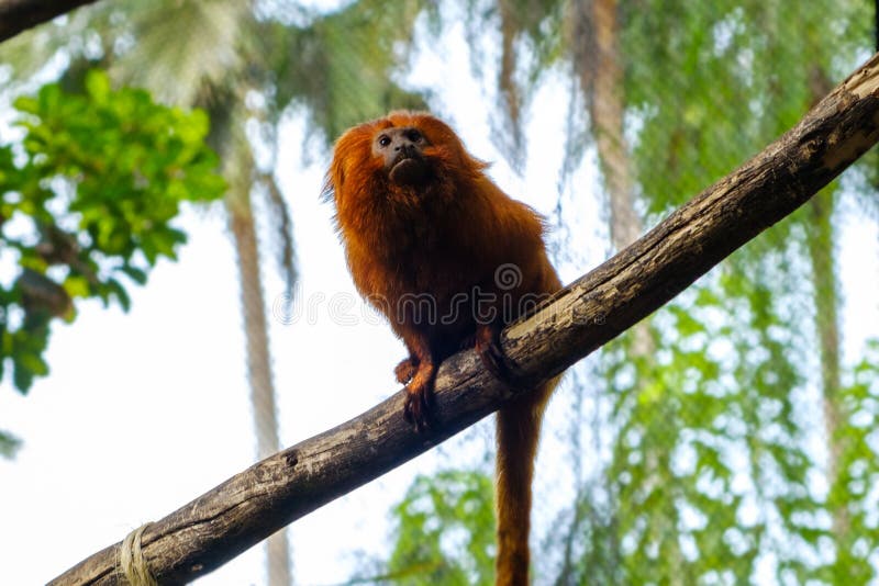 Detalhe Do Macaco-sagui Na árvore. Foco Seletivo Imagem de Stock - Imagem  de primata, animal: 202424853