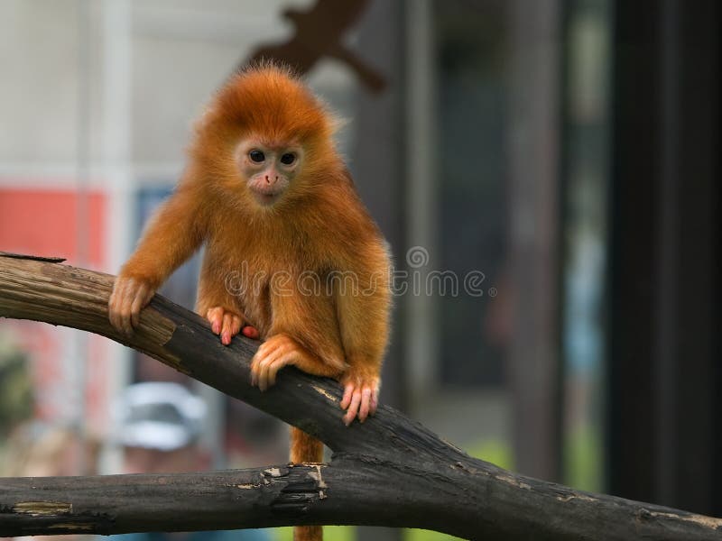 Tamarin dourado do leão imagem de stock royalty free Tamarin dourado do leão imagem de stock royalty free