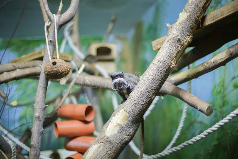 Macaco Sagui Na Floresta Tropical Do Rio De Janeiro Foto de Stock - Imagem  de habitat, exterior: 255482272