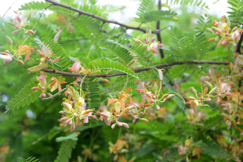 Tamarind flower royalty free stock photos