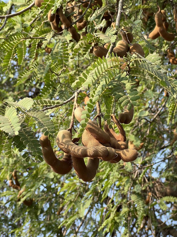 Tamarind Fruit in Nature Garden Stock Photo Image of branch, tamarind