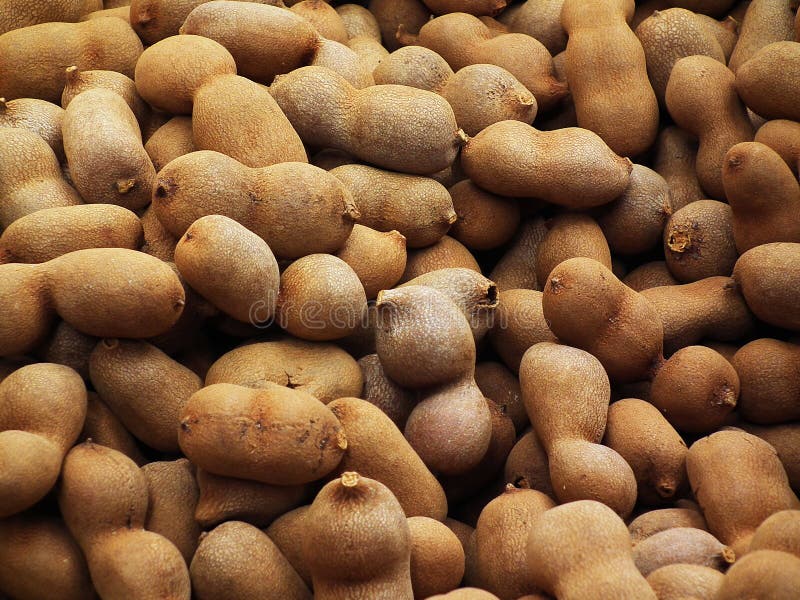 Tamarind Fruit in Thailand. Stock Image Image of bean, nutrition