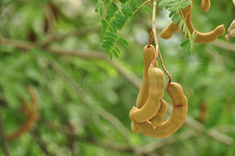 Tamarind fruits stock image. Image of tamarindus, sour 35277081
