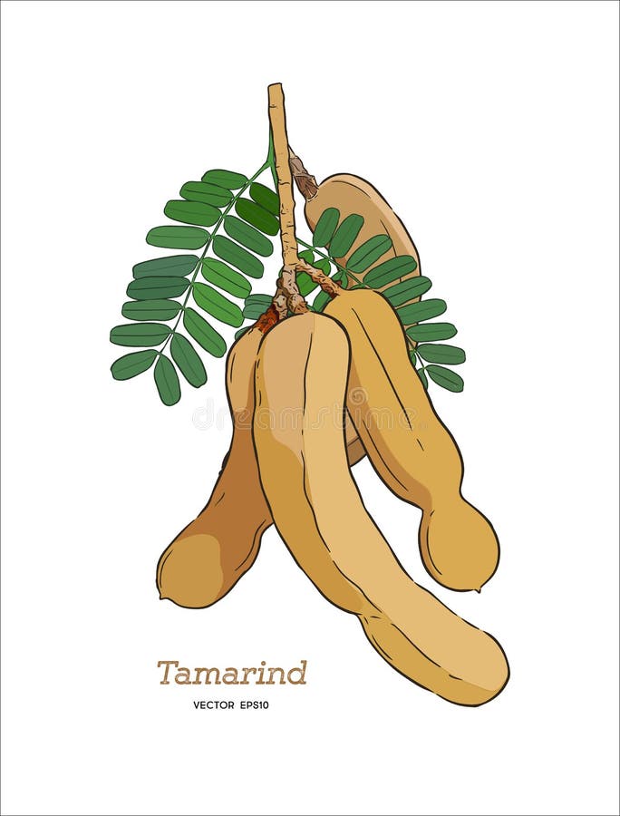 Tamarind Hand Draw Sketch Vector. Stock Vector Illustration of hand