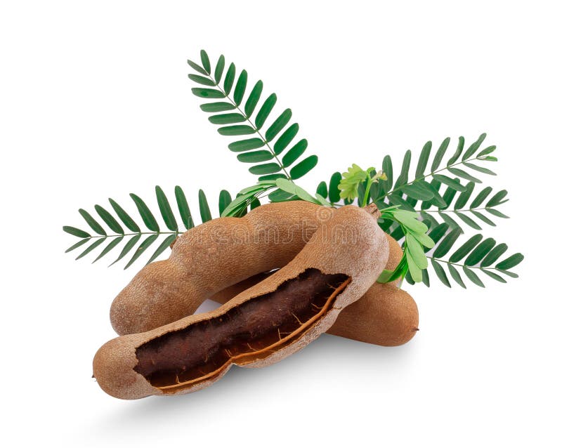 Tamarind nut stock photo. Image of sweet, nuts, fruit 25033226