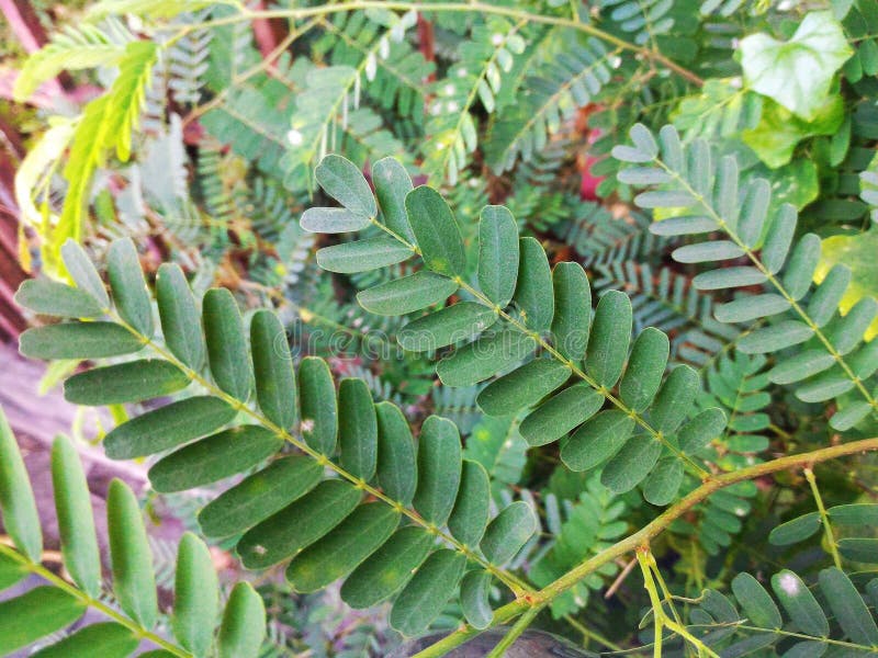 Tamarind Leaf stock image. Image of close, plants, leaf 88431071