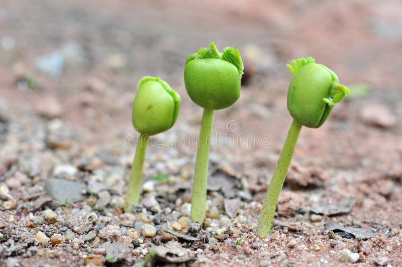 Tamarind seedlings stock photo. Image of larger, life 25394690