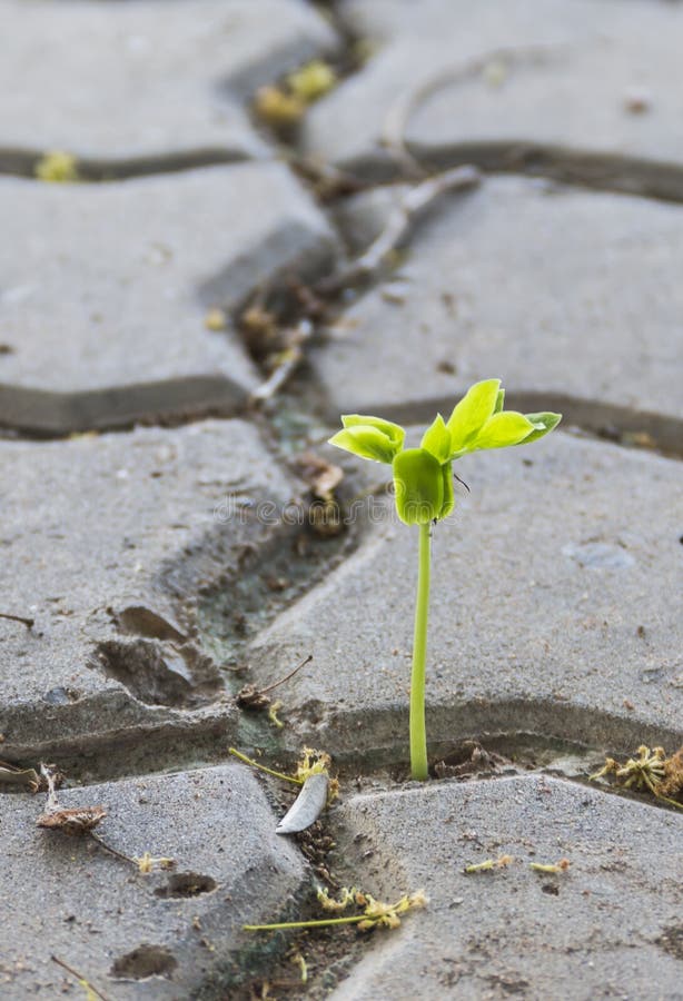Tamarind sprout grows through pavement block