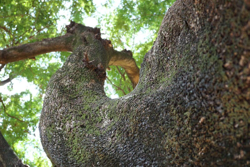 Tamarind Tree Look Like Human Body Stock Image Image of garden, green