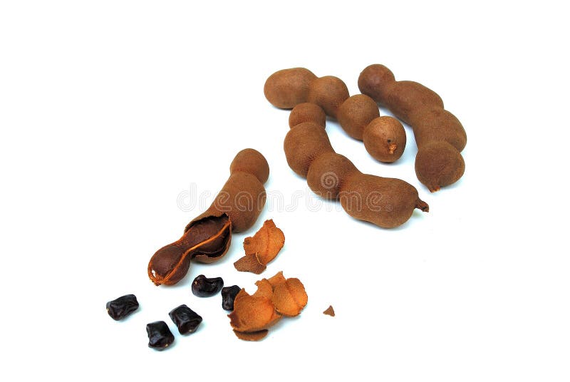 Tamarind is a tropical tree, native to tropical Africa, including Sudan and parts of the Madagascar dry deciduous forests. It was introduced into India so long ago that it has often been reported as indigenous there, and it was apparently from India that it reached the Persians and the Arabs who called it tamar hindi (Indian date, from the date-like appearance of the dried pulp), giving rise to both its common and generic names. The fruit pulp is edible and popular. It is used as a spice in both Asian and Latin American cuisines, and is also an important ingredient in Worcestershire sauce, HP sauce and the Jamaican-produced Pickapeppa sauce. The hard green pulp of a young fruit is very tart and acidic and is most often used as a component of savory dishes. The ripened fruit is sweeter, yet still distinctively sour, and can be used in desserts and sweetened drinks, or as a snack. In Thailand, there is a carefully cultivated sweet variety with little to no tartness grown specifically to be eaten as a fresh fruit. The leaves are also distinctly tart in flavor, and are used in many soups in the North Eastern part of Thailand. In temples, especially in Asian countries, the pulp is used to clean brass shrine furniture, removing dulling and the greenish patina that forms. Tamarind is a tropical tree, native to tropical Africa, including Sudan and parts of the Madagascar dry deciduous forests. It was introduced into India so long ago that it has often been reported as indigenous there, and it was apparently from India that it reached the Persians and the Arabs who called it tamar hindi (Indian date, from the date-like appearance of the dried pulp), giving rise to both its common and generic names. The fruit pulp is edible and popular. It is used as a spice in both Asian and Latin American cuisines, and is also an important ingredient in Worcestershire sauce, HP sauce and the Jamaican-produced Pickapeppa sauce. The hard green pulp of a young fruit is very tart and acidic and is most often used as a component of savory dishes. The ripened fruit is sweeter, yet still distinctively sour, and can be used in desserts and sweetened drinks, or as a snack. In Thailand, there is a carefully cultivated sweet variety with little to no tartness grown specifically to be eaten as a fresh fruit. The leaves are also distinctly tart in flavor, and are used in many soups in the North Eastern part of Thailand. In temples, especially in Asian countries, the pulp is used to clean brass shrine furniture, removing dulling and the greenish patina that forms.