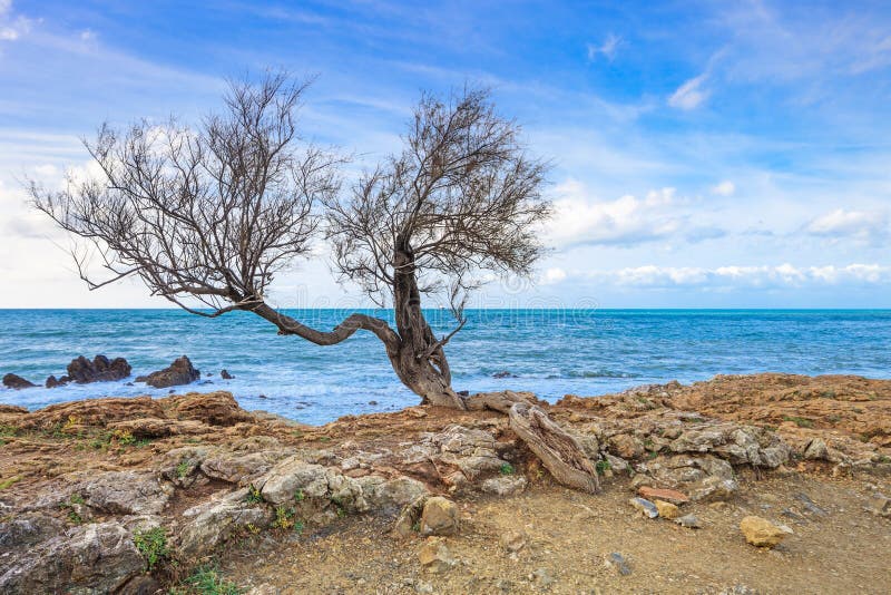 Tamarisk ή tamarix δέντρο, παραλία βράχου και ωκεανός στην ανασκόπηση. στοκ εικόνες
