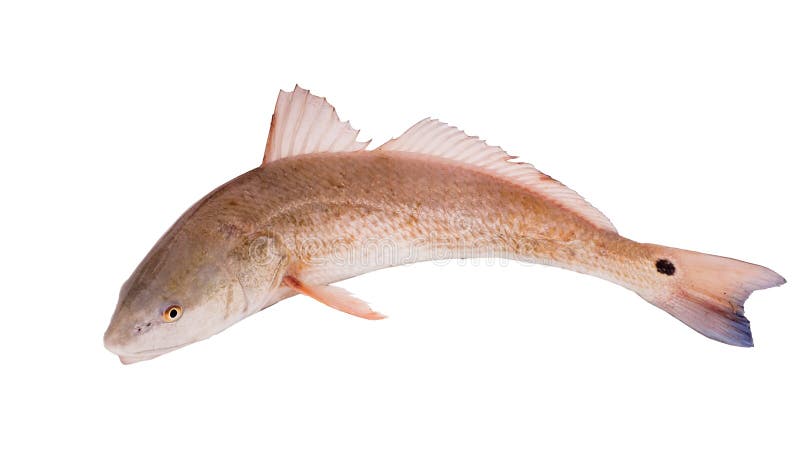 Tamburo rosso, salmone (Sciaenops ocellatus) isolato sulla parte posteriore di bianco fotografia stock libera da diritti Tamburo rosso, salmone (Sciaenops ocellatus) isolato sulla parte posteriore di bianco fotografia stock libera da diritti