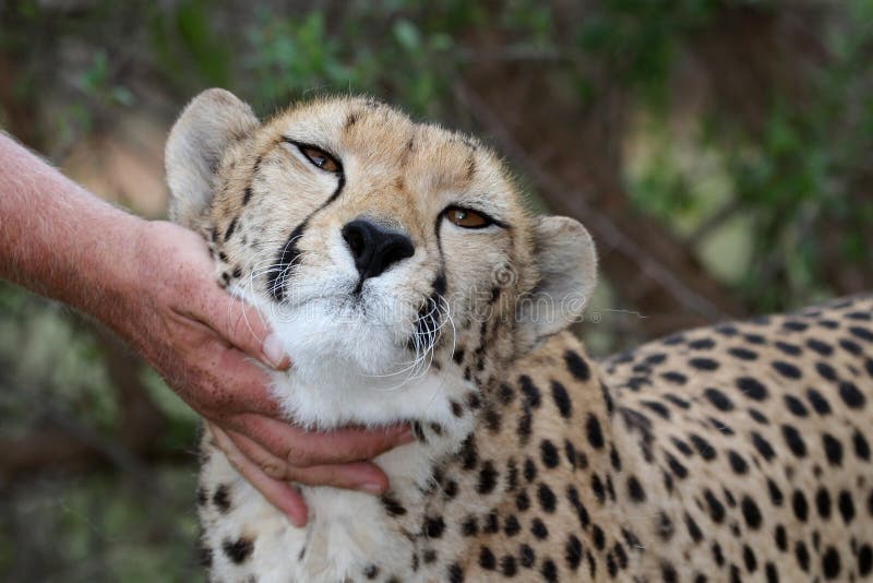 Tame Cheetah