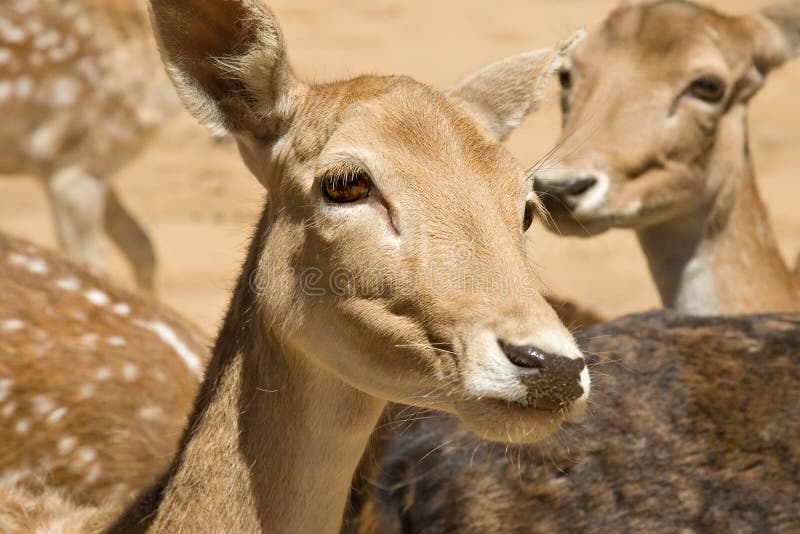 Tame deer