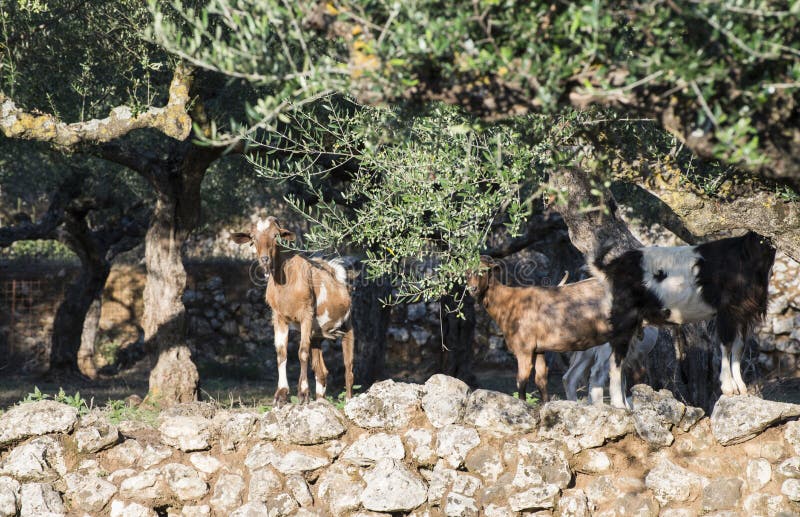 Tame Goats among the Olive Trees Stock Image Image of farm, goatling