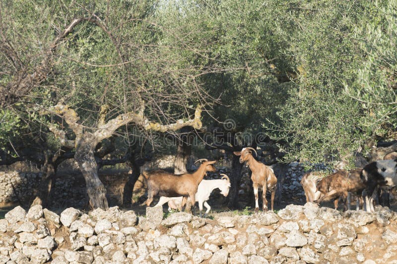 Tame Goats among the Olive Trees Stock Image Image of farming, grass