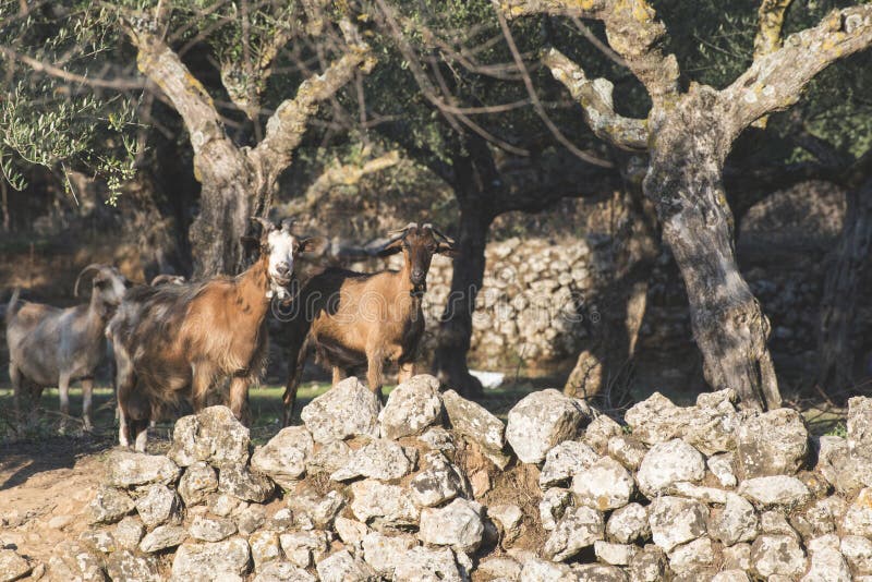 Tame Goats among the Olive Trees Stock Image Image of olive, family