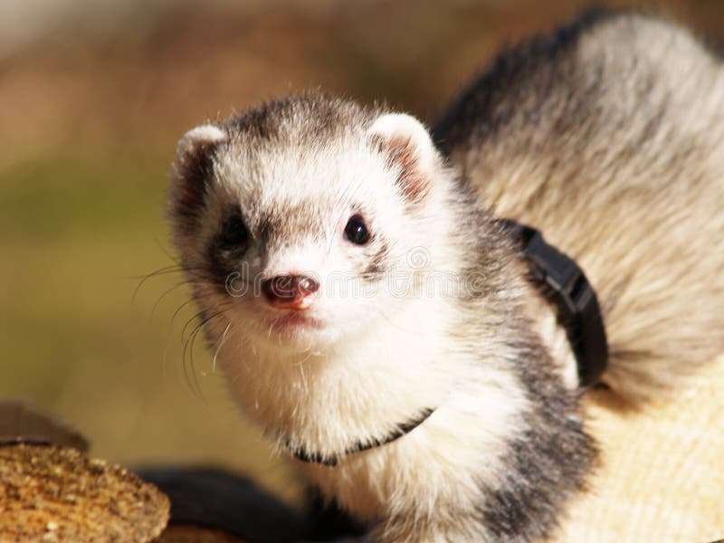 Tame and nosy ferrets (3)