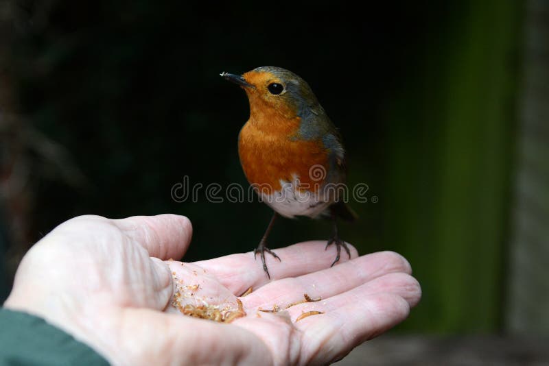 Tame robin eats mealworms from my hand.