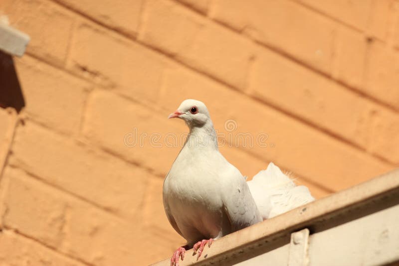 Tame white Fantail pigeon sitting on a roof. The Fantail is a popular breed of fancy pigeon. It is characterised by a fan-shaped tail composed of 30 to 40 royalty free stock photography Tame white Fantail pigeon sitting on a roof. The Fantail is a popular breed of fancy pigeon. It is characterised by a fan-shaped tail composed of 30 to 40 royalty free stock photography