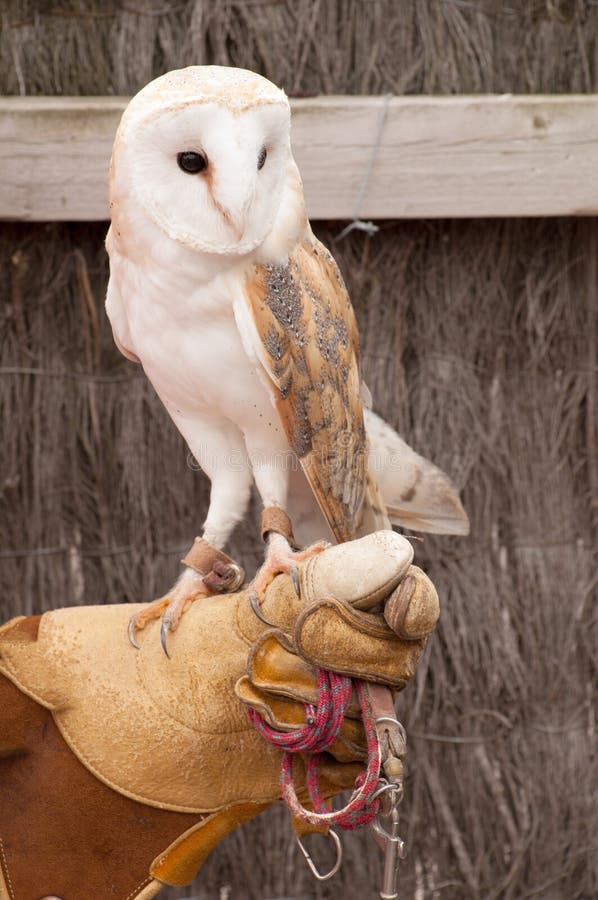 Tamed barn owl stock image. Image of bird, perched, owls 33300205