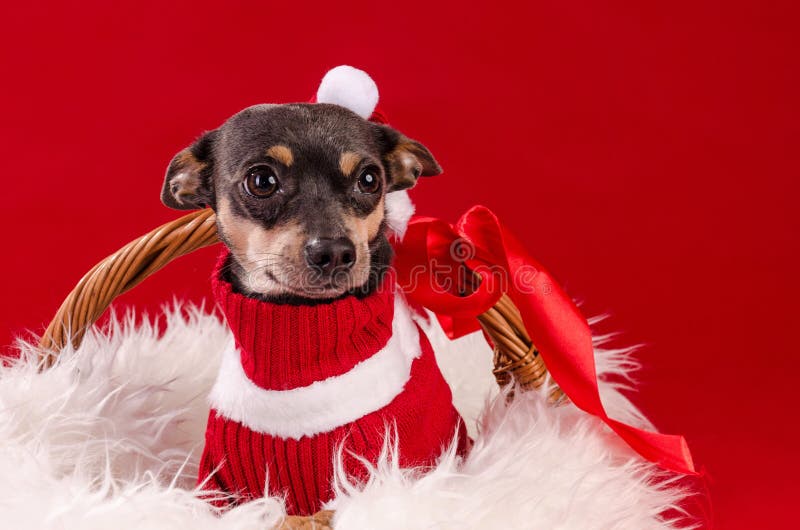 Tamed Pincher Dog in Christmas Basket Stock Photo Image of adorable, santa 47544476