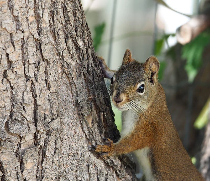 Tamiasciurus Hudsonicus or red squirrel in tree