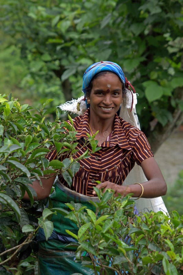 Tamil tea picker in Nuwara Eliya, Sri Lanka. Tamil tea picker in Nuwara Eliya, Sri Lanka