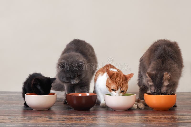 Domestic cats eat pet food on the floor from bowls. Domestic cats eat pet food on the floor from bowls