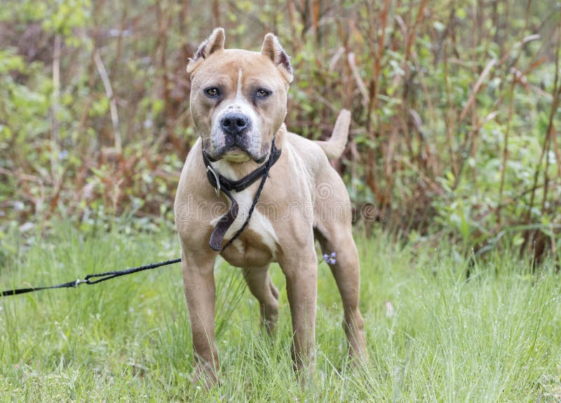 Tan American Pit Bull Terrier-Hund mit den geernteten Ohren lizenzfreie stockbilder Tan American Pit Bull Terrier-Hund mit den geernteten Ohren lizenzfreie stockbilder