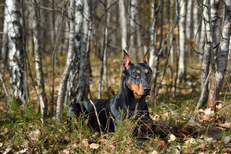 Tan-and-black German Pinscher royalty free stock photo