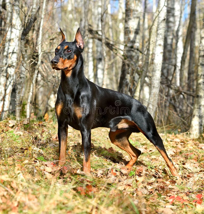Tan-and-black German Pinscher royalty free stock photography