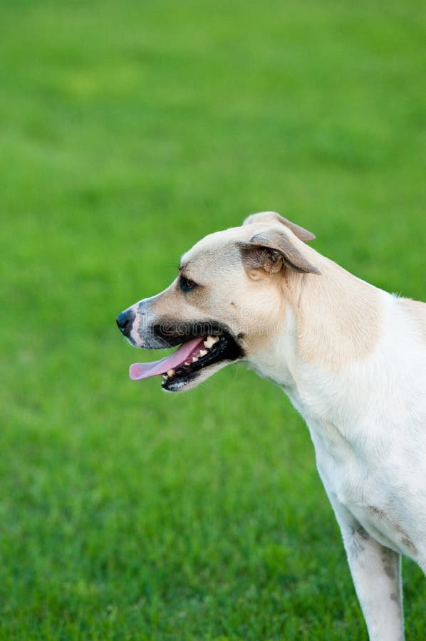 Tan and White Dog Outdoors with Green Grass Looking Sideways. Stock