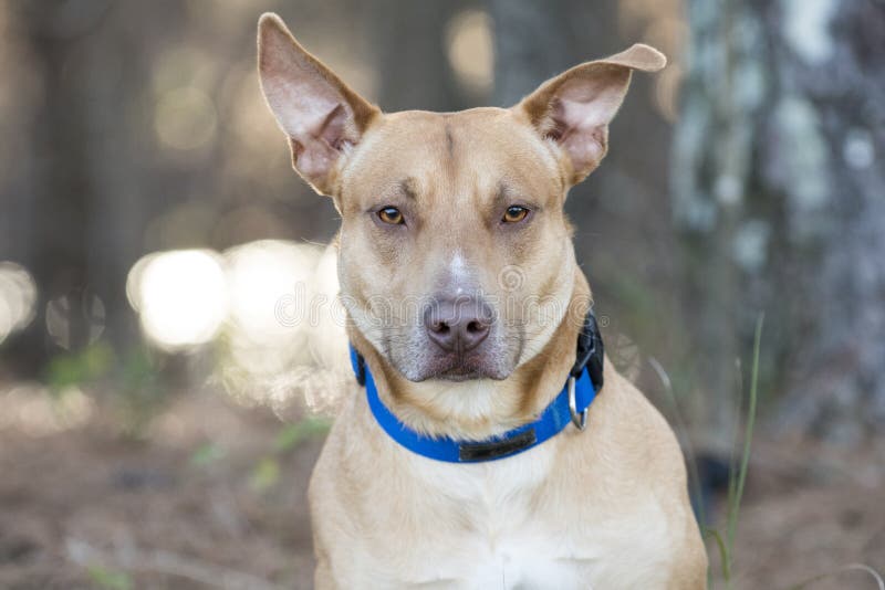 Eller ressource strømper Labrador Doberman Mix Breed Dog Stock Image - Image of pine, society:  142527161