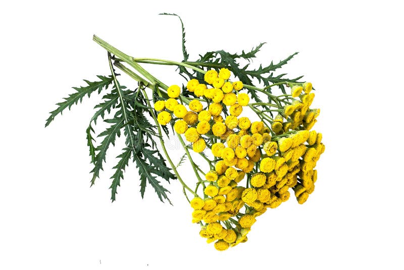 Medicinal plant tansy (Tanacetum vulgare) isolated on a white background. It is used in herbal medicine, pharmaceutical, food and chemical industry. Medicinal plant tansy (Tanacetum vulgare) isolated on a white background. It is used in herbal medicine, pharmaceutical, food and chemical industry
