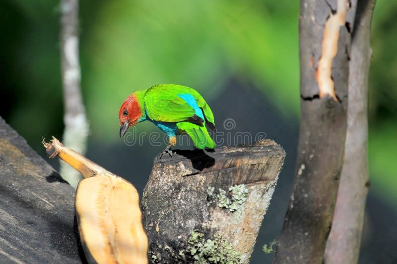 Tanager Baía-dirigido, Tangara Gyrola Toddi, aves canoras verdes e azuis vermelhas bonitas, EL Jardin, Colômbia foto de stock Tanager Baía-dirigido, Tangara Gyrola Toddi, aves canoras verdes e azuis vermelhas bonitas, EL Jardin, Colômbia foto de stock