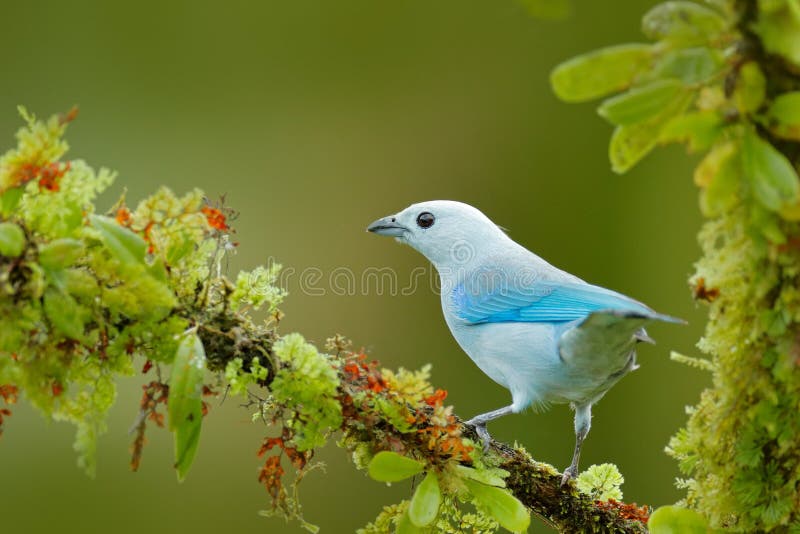 Tanager blu in vegetazione verde Bello uccello sul ramo Tanager Blu-grigio, forma blu tropicale esotica Costa Rica dell'uccello W fotografia stock libera da diritti Tanager blu in vegetazione verde Bello uccello sul ramo Tanager Blu-grigio, forma blu tropicale esotica Costa Rica dell'uccello W fotografia stock libera da diritti