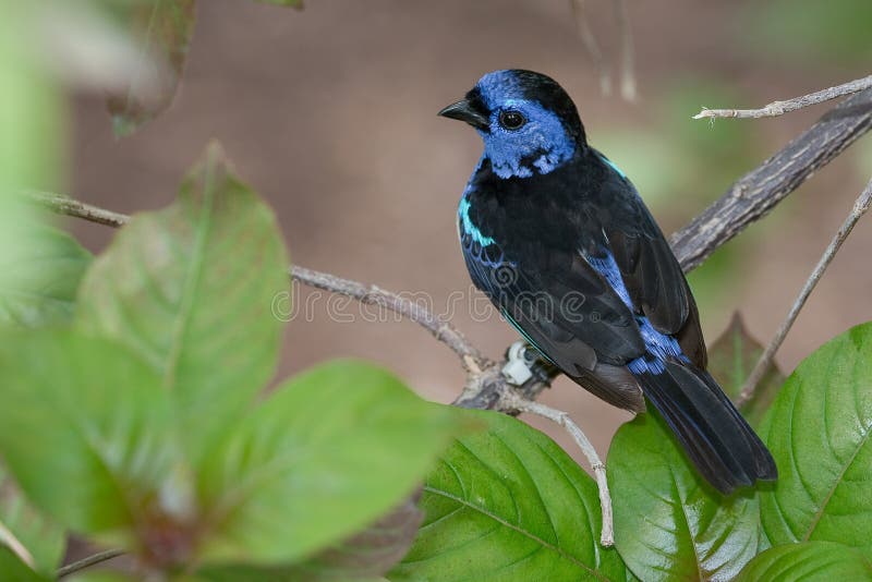 Tanager запятнанный синью стоковое фото