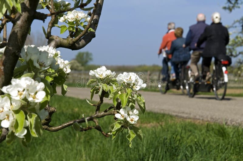 Netherlands, province Gelderland, village Tricht, community Geldermalsen. In the fruit area, region, Betuwe there are fruit trees. During spring the trees are in full bloom, blossom. On a bright, sunny, spring day, many people want to enjoy this natural beauty. Men and women cycling on two tandems on the street, dike, the Appeldijk. Besides the river are fruit trees, pear trees in bloom, blossom. Netherlands, province Gelderland, village Tricht, community Geldermalsen. In the fruit area, region, Betuwe there are fruit trees. During spring the trees are in full bloom, blossom. On a bright, sunny, spring day, many people want to enjoy this natural beauty. Men and women cycling on two tandems on the street, dike, the Appeldijk. Besides the river are fruit trees, pear trees in bloom, blossom.