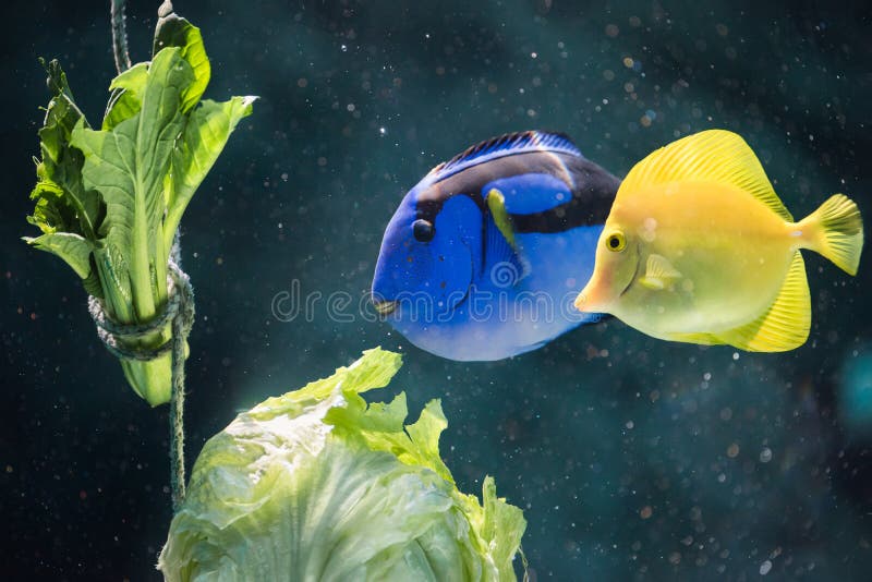 Tang Fish Eating Lettuce blu e giallo fotografia stock libera da diritti Tang Fish Eating Lettuce blu e giallo fotografia stock libera da diritti