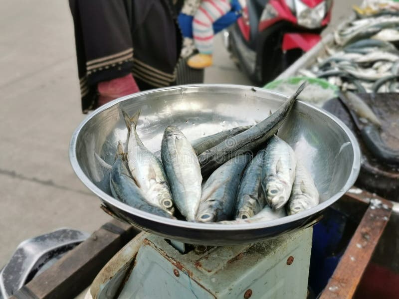 Tangerang, Banten, Indonesia - January 29, 2020: Fish are Being Weighed