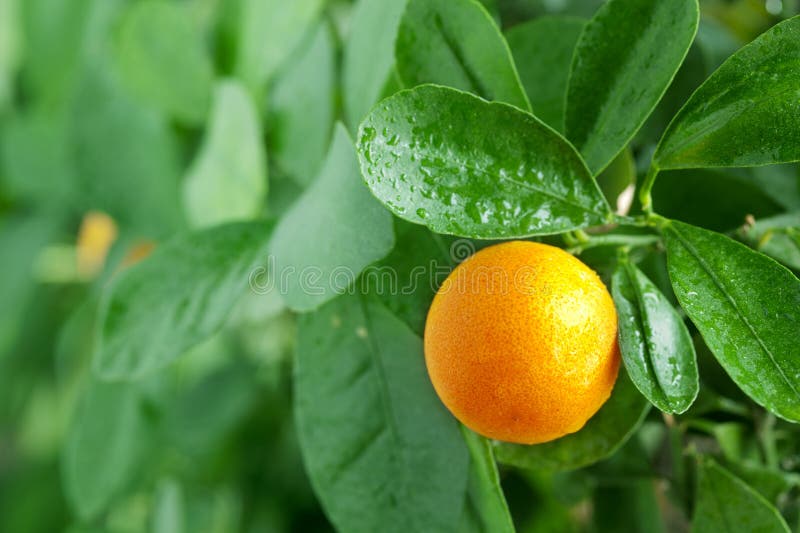 Tangerina em uma árvore de citrino. foto de stock Tangerina em uma árvore de citrino. foto de stock