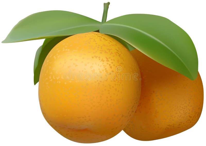 Tangerine stock illustration Tangerine stock illustration