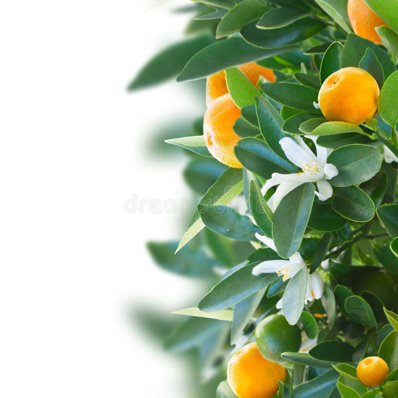Tangerine drzewo zdjęcie royalty free Tangerine drzewo zdjęcie royalty free