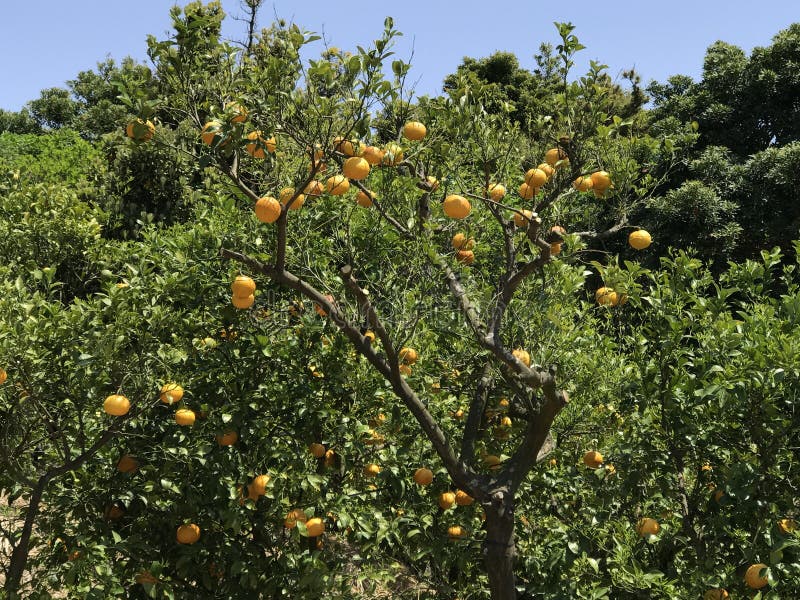 Tangerine Fruits at the Farm Stock Photo Image of fruit, blossom